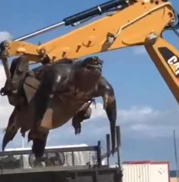 نقل سلحفاة ضخمة بواسطة حفار
